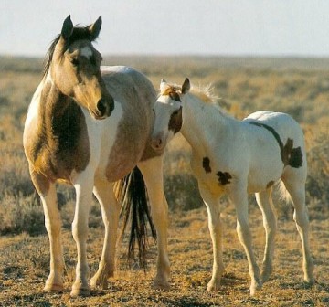 Mares most often foal for the first time as 3- or 4-year-olds and some older still, having become pregnant as 2-year-olds. Nevertheless, yearlings can also successfully conceive and foal s 2-year-olds (image source: www.wildhorsepl.org/mustangs).