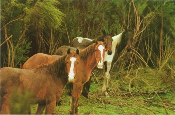 Four feral horses around National Park ~early 1970s from Morrow (1975) New Zealand Wildlife Horses. Millwood Press.